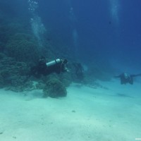 Das Riff zwischen 20 und 30 Metern Tiefe, September 2009
