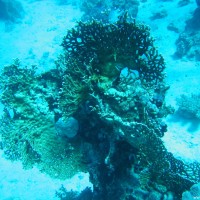 Korallenformation, März 2005
