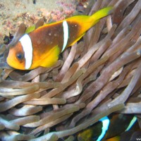 Anemonenfisch mit Anemone, Mai 2007