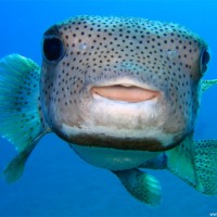 Igelfisch, Mai 2007