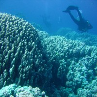 interessante Korallenformationen im Flachwasserbereich, Mai 2007
