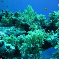 diverse Korallen, Mai 2007