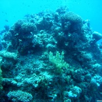 Korallengarten, Mai 2004