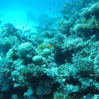 Korallengarten, Mai 2004