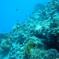 vielfältiges Unterwasserleben, Mai 2004