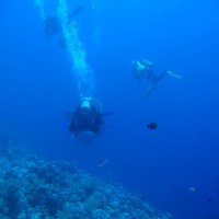 Taucher im tieferen Bereich des Riffs, Mai 2007