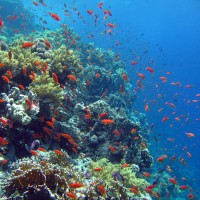 Buntes Treiben im Flachwasserbereich beim Sicherheitsstopp, Mai 2007