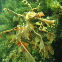 Leafy Seadragon, November 2014