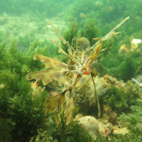 Leafy Seadragon, November 2014