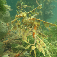 Leafy Seadragon, November 2014