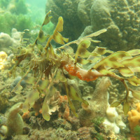 Leafy Seadragon, November 2014