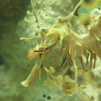 Leafy Seadragon, November 2014