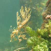 Leafy Seadragon, November 2014