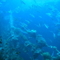 Fisch ohne Ende und ausnahmsweise auch ein klein wenig Struktur des Wracks, September 2006