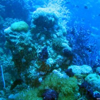 Ein bunter Strauß Korallen, September 2006