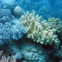 diverse Korallen, September 2006