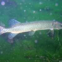 Hechte kann man viele sehen im Echinger Weiher, Mai 2004