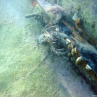 Süßwasserkrebs am Ruderbootwrack, Juli 2002