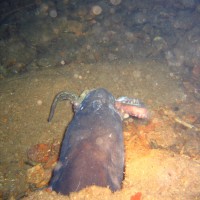 Conger beim Fressen eines Oktopusses, August 2006
