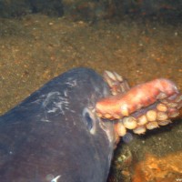 Conger beim Fressen eines Oktopusses, August 2006