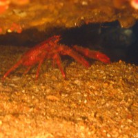 Springkrebs, August 2006