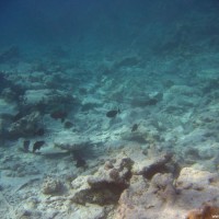 von Korallenbleiche zerstörtes Riff, September 2005