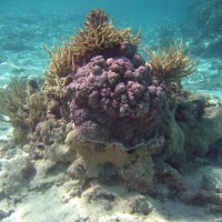 Korallenblock, September 2005