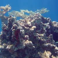 Felsblock mit Acropora, September 2005