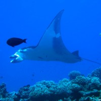 Manta, September 2005