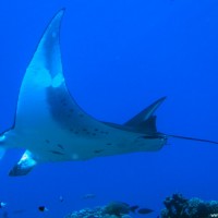 Manta, September 2005