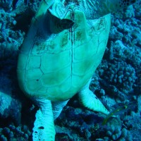 Karettschildkröte kopfüber im Loch beim Fressen, September 2005