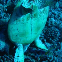 Karettschildkröte kopfüber im Loch beim Fressen, September 2005