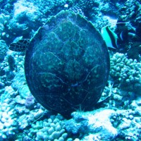 Karettschildkröte kopfüber im Loch beim Fressen, September 2005