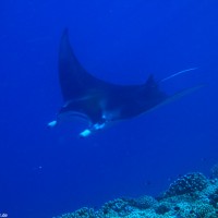 Manta, September 2005