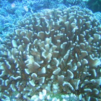 Pocillopora eydouxi, September 2005