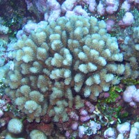 Acropora sp., September 2005