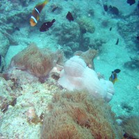 Clarks Anemonenfische vor Seeanemone, September 2005