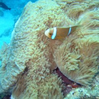 Clarks Anemonenfisch vor Seeanemone, September 2005