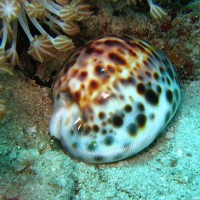 Porzellanschnecke, September 2007