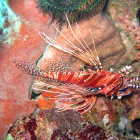 Rotfeuerfisch, September 2007