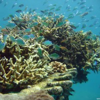 Acropora Korallen mit Chromis Schwarmfisch, September 2007