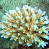 Acropora Koralle, September 2007