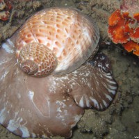 Unterarmgroße Tonna-Schnecke, September 2007