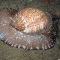 Unterarmgroße Tonna-Schnecke, September 2007