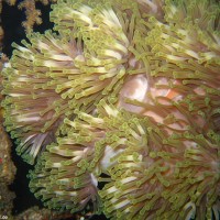 Anemone, September 2007