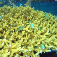 Acropora Korallenstock mit Chromis Fischen, September 2007