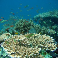 Acropora Korallen und Schwarmfisch, September 2007