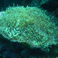 Große Anemone, September 2007