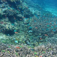 Acropora Korallen und Schwarmfisch im Flachwasserbereich, Oktober 2007