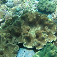 Große Lederkorallenkolonien im Flachwasser am Rande der Bucht, Oktober 2007